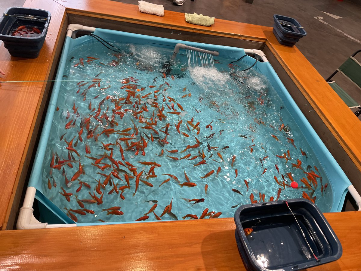 haijilego's tweet photo. トナリエのフードコートの前に釣り堀ができてました🐟暑くてどこに行こうかと考えている人はどうぞ👍 https://t.co/5YFVPStdhW