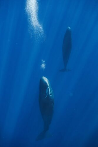 lkkber1's tweet photo. New research from the University of St Andrews and Université de Neuchâtel, has uncovered the mechanism which allows sperm whales to sleep in a unique vertical position, just under the ocean surface. https://t.co/yNqPcil5fi