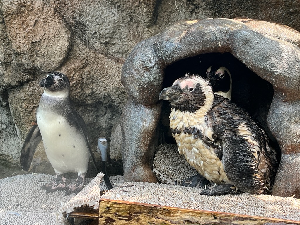 Sunshine_Aqua's tweet photo. まろんと換羽個体🐧
大人のペンギンとは、模様も違うので、全く違う種類のようです。 https://t.co/02tfkX6p8M