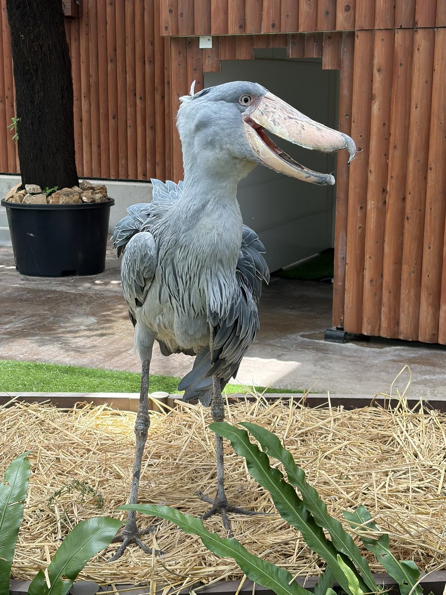 yuzuri_runba's tweet photo. 掛川花鳥園、行ってきました！
めっちゃ楽しかった。
ただ暑すぎてもう限界だから出てきた笑

念願のふたばちゃんに会えて良かった🦜🦅🦩 https://t.co/Y8W1GMH1Bl