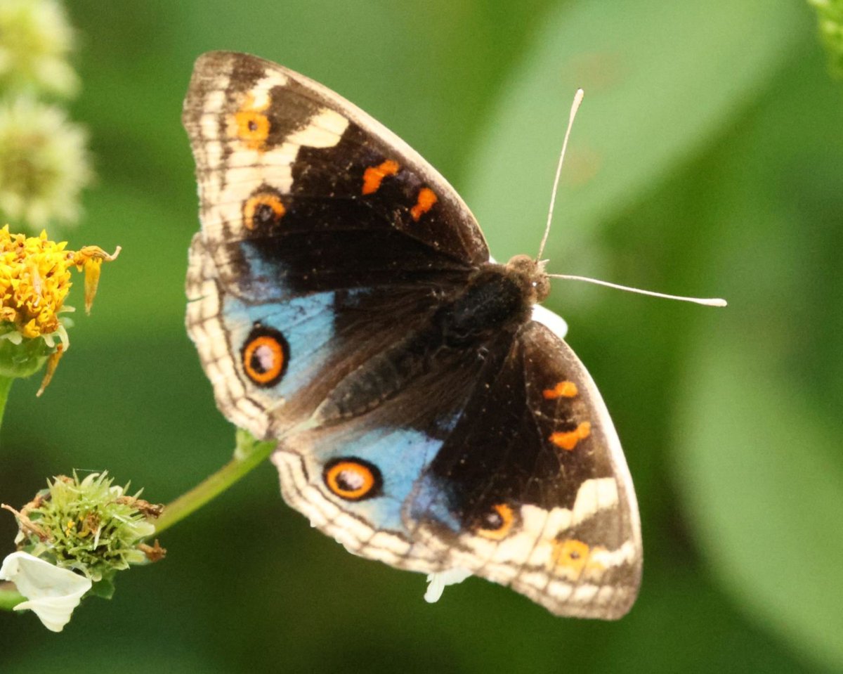FritillaryLilly's tweet photo. Common Map and Blue Pansy #butterflies #buttefly #lepidoptera #TwitterNatureCommunity #ento #Entomology #insects #bugs #invertebrates https://t.co/8jNRJsQ7hK