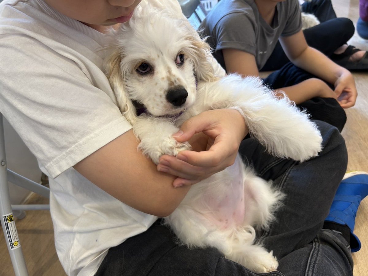 under_mukimuki's tweet photo. パピー教室でビビりすぎて何もできない子犬 https://t.co/6sLWWmxbBy