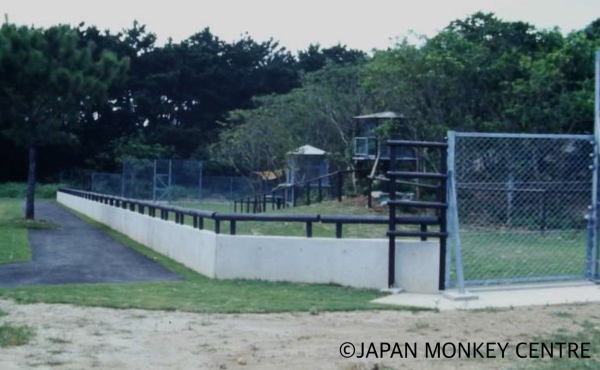 j_monkeycentre's tweet photo. #休猿カウントダウン 残り85日
1990年に沖縄県に八重山研究所を設立し、1992年には『キツネザルの丘』を開設しました。
2002年に研究所が閉鎖となり翌年ワオキツネザル約20頭が犬山に帰ってきました。
現在の『Waoランド』がオープンするきっかけのひとつにもなりました。 https://t.co/W8Ct3y58WL