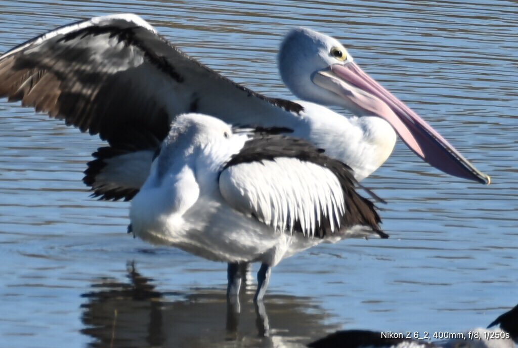 GeorgeSz12's tweet photo. Hi All,
Took a drive to Priors Pocket water Hole
A few shoots of the Pelicans antics
#pelicans
#nikonz6ii #z6ii #mynikonlife
#nikonZ28400
@OliviaQLD @msdiqld
@Darci_G_race https://t.co/vwUZjzFBi1