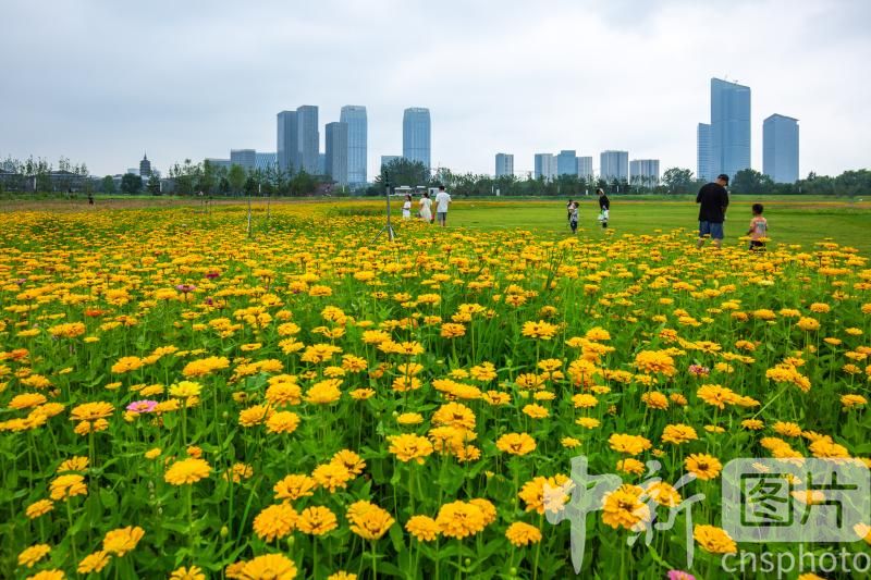 photo_cns's tweet photo. Photos show flowers blooming by the Moon River in Tongzhou District, Beijing on July 11, 2026.
(Photo by Wang Danfeng/CNSPHOTO)
#ImageChina #影像中国 https://t.co/azuRHZteyk