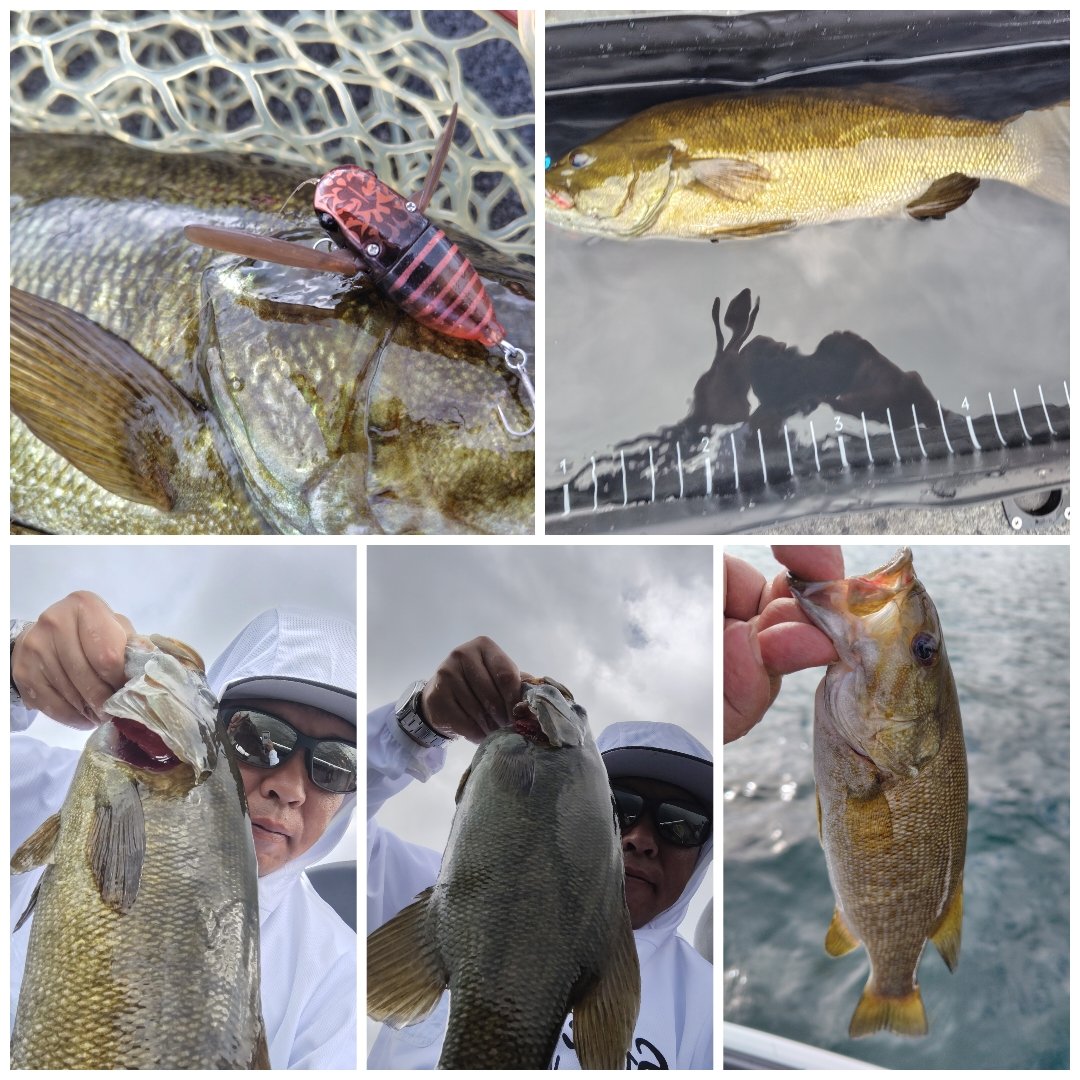 268a4d7753084cd's tweet photo. 7/25野尻湖 48他2本
今日もジャッカル スイセンでデカイ奴
48cm、そして魚に優しい
シマノコンパクトフィシュプール導入
最初の魚がグッドサイズ！

表層の一発は気持ちいい〜！

残りはイモケムシDS
相変わらず厳しい野尻湖なのでした。 https://t.co/uBJby9xtHK