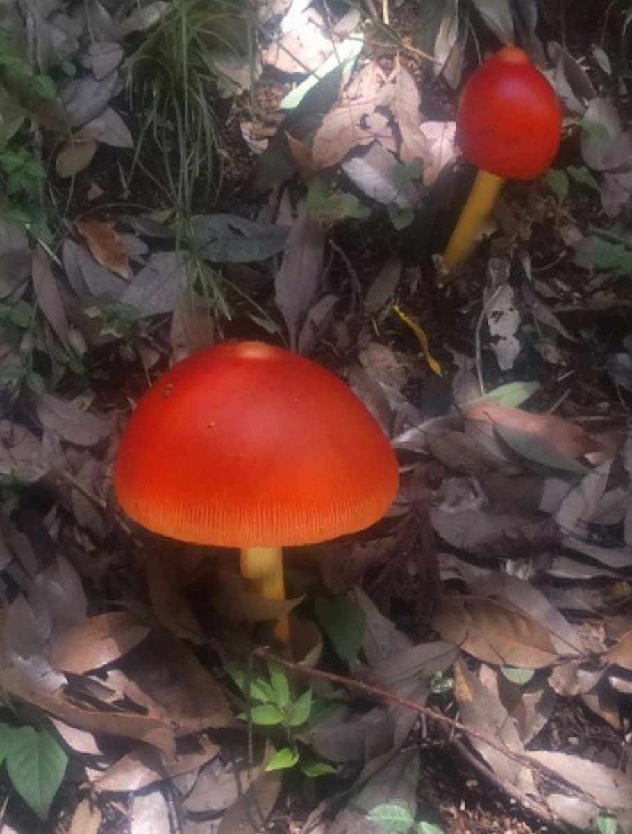 hunterbank_'s tweet photo. 🍄山で見つけるの��、動物だけじゃない。
 
会員さんが見回りしていると、箱わなの近くで鮮やかな赤いキノコを発見✨
その正体は「タマゴタケ」。
 
食用として知られるキノコですが、よく似た毒キノコもあるため、見分けには専門的な知識が必要です。
「美味しいらしいので食べてみたい…。」
↓ https://t.co/dZp4NUimYs