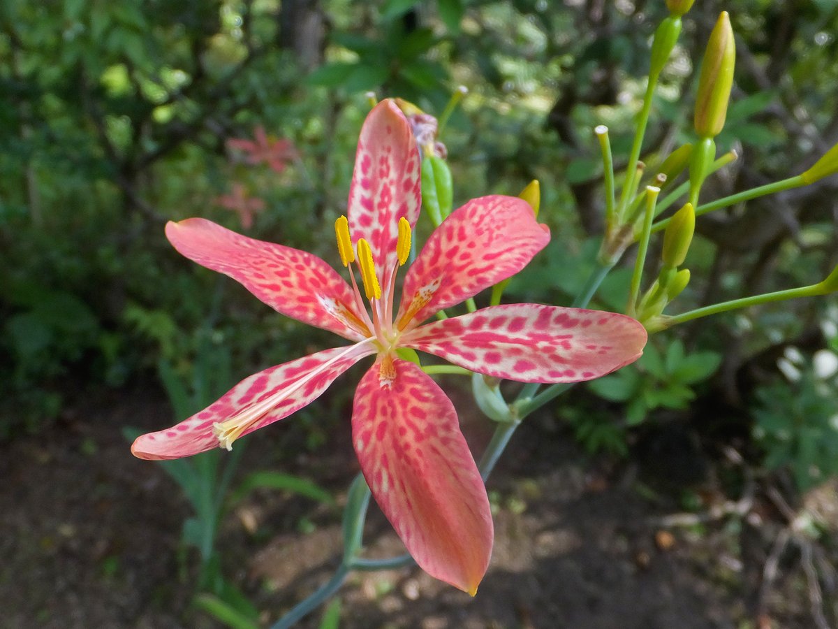 Frank16384's tweet photo. ヒオウギ
午前中に咲き 夕方にはしぼむ一日花

#ヒオウギ #檜扇 #植物 https://t.co/wzkLSQ69qc