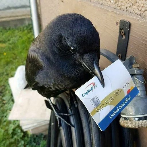 TonCrowcoin tweet picture