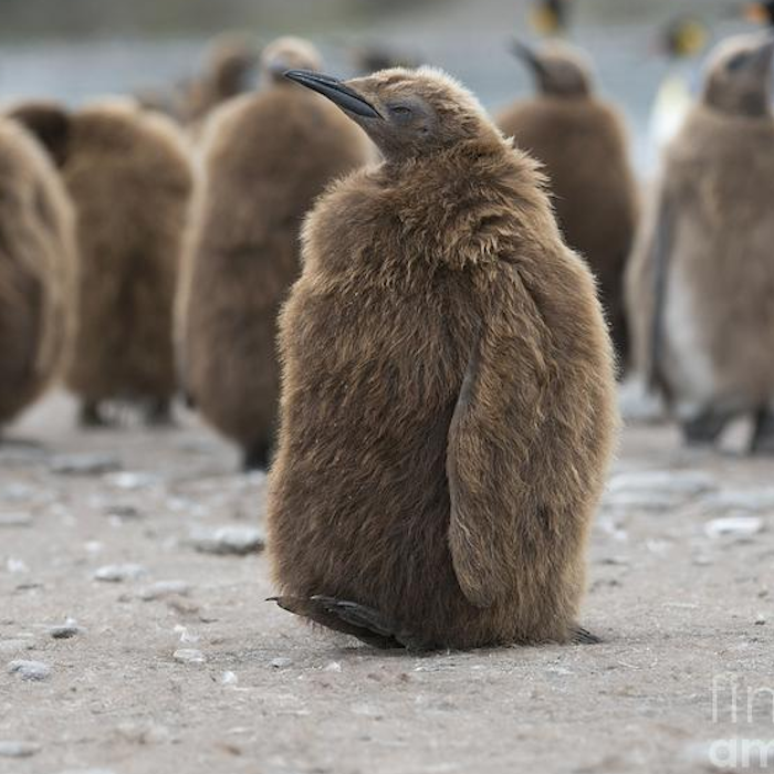 AMAZlNGNATURE's tweet photo. Warmer oceans may be helping some king penguins... for now

Researchers found earlier breeding is giving some chicks a better chance of surviving their first year, though changing conditions could eventually reduce their food supply https://t.co/JQuE5DIOOF