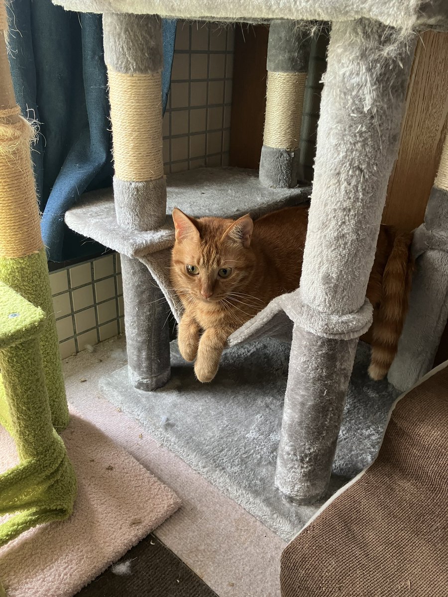 chatnoir0714's tweet photo. ハンモック天ちゃん♀🥰
 #猫のいる暮らし https://t.co/XwVglKt5fq
