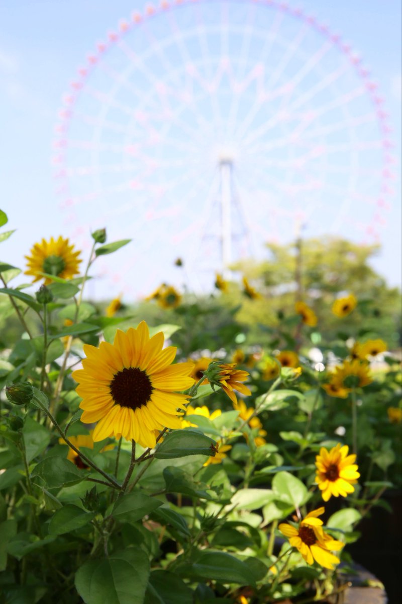 さえ@写真垢 tweet media