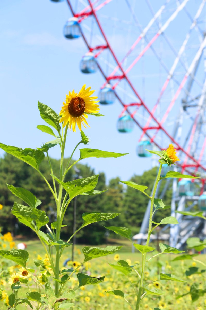 さえ@写真垢 tweet media