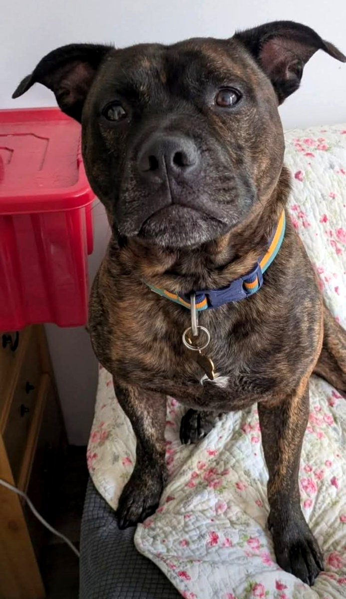SeniorStaffy's tweet photo. Good morning Staffy Lovers!
Here's our beautiful boy Hank and his inquisitive little face...he's wondering why no one wants to adopt him 😞 
He's such a good boy and once he knows you, he loves you without question ❤️
So please share his little face 🙏 https://t.co/ErBv8SI0EC ❤️ https://t.co/0AVXfIfJAQ