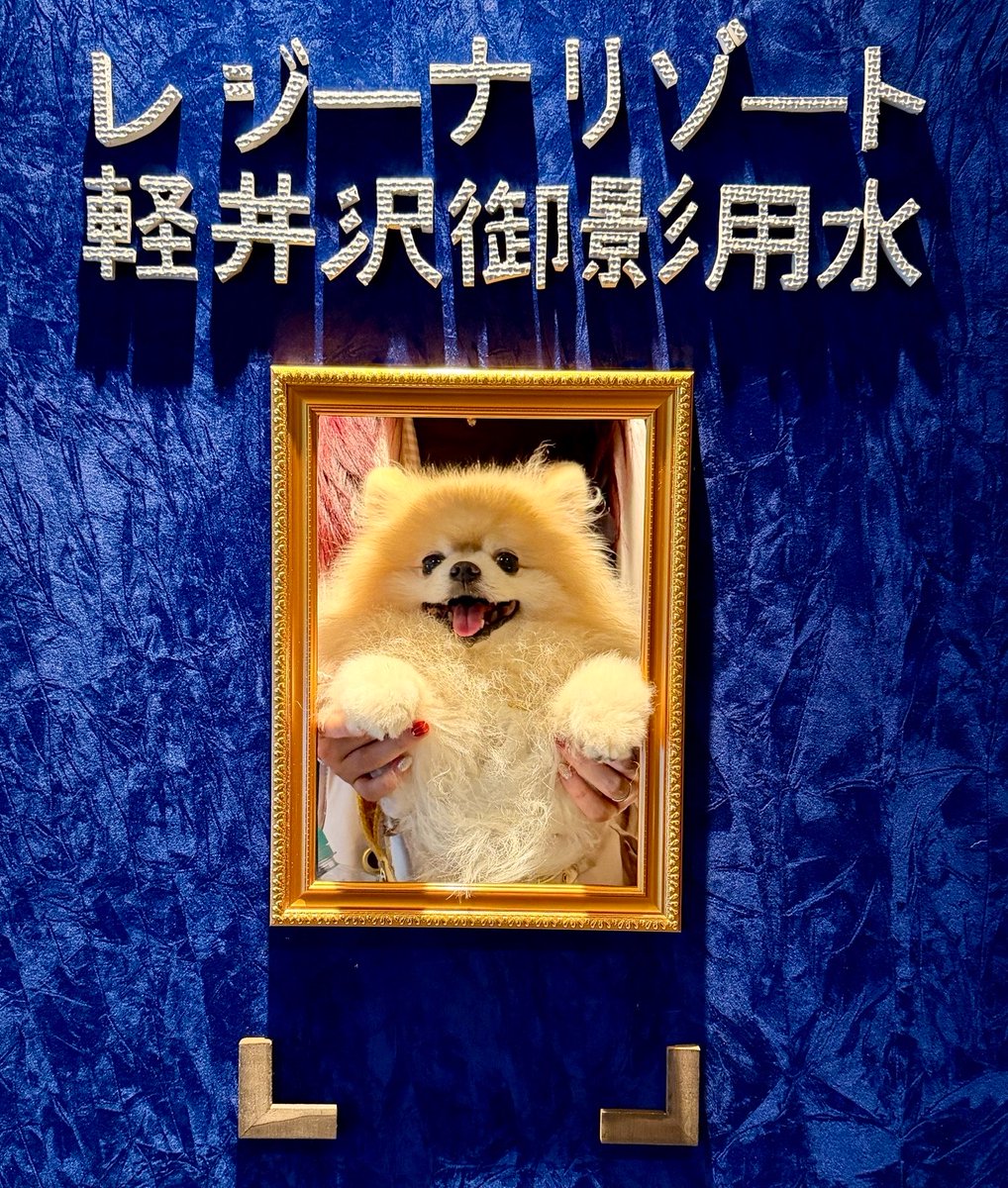 kokoro_mo3's tweet photo. この前軽井沢行ったときの🥺

#モコ毛玉 https://t.co/VuH2OFaYfb