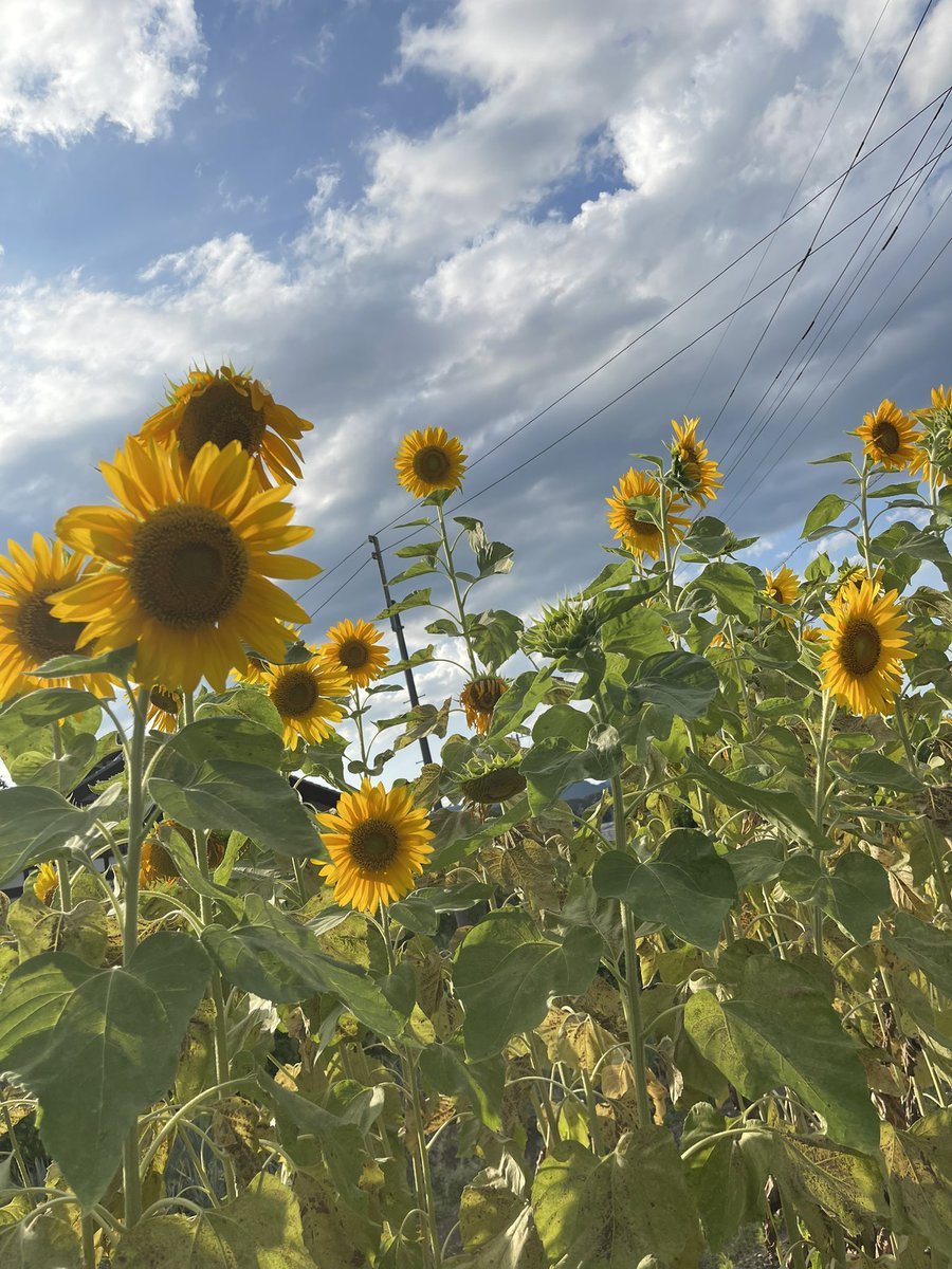 アッキーさま Post by ACKEY(アッキー) on X: summer🌻