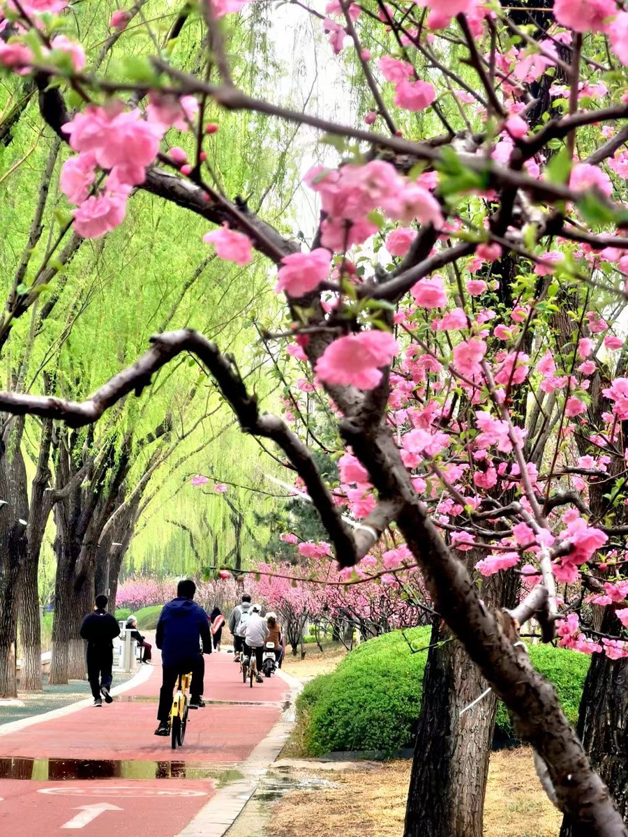 jeiki_v's tweet photo. Sunny spring morning = perfect excuse for a quick walk with my dog! The cherry blossoms are starting to bloom too ， https://t.co/fguPIanMA7
