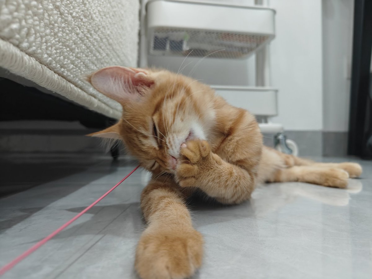 CYvacant's tweet photo. 人类，你是否也为我着迷🐱 https://t.co/uDspumRAx4