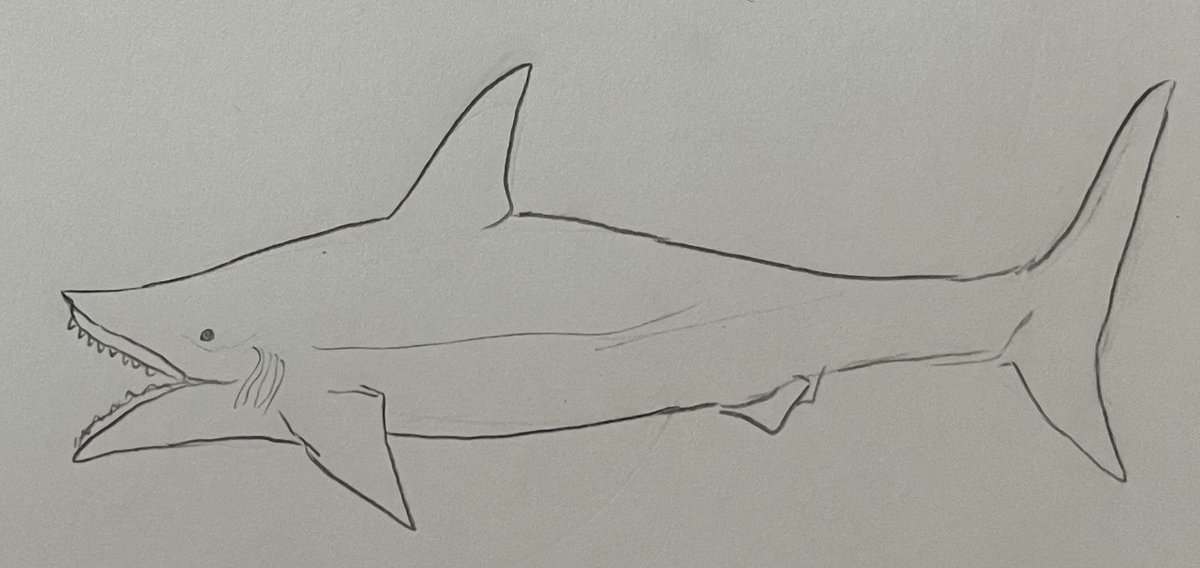 vRmyuVLUr628696's tweet photo. 【毎日イラスト125日目】
#Edestus
#paleoart https://t.co/WY49BtTedx