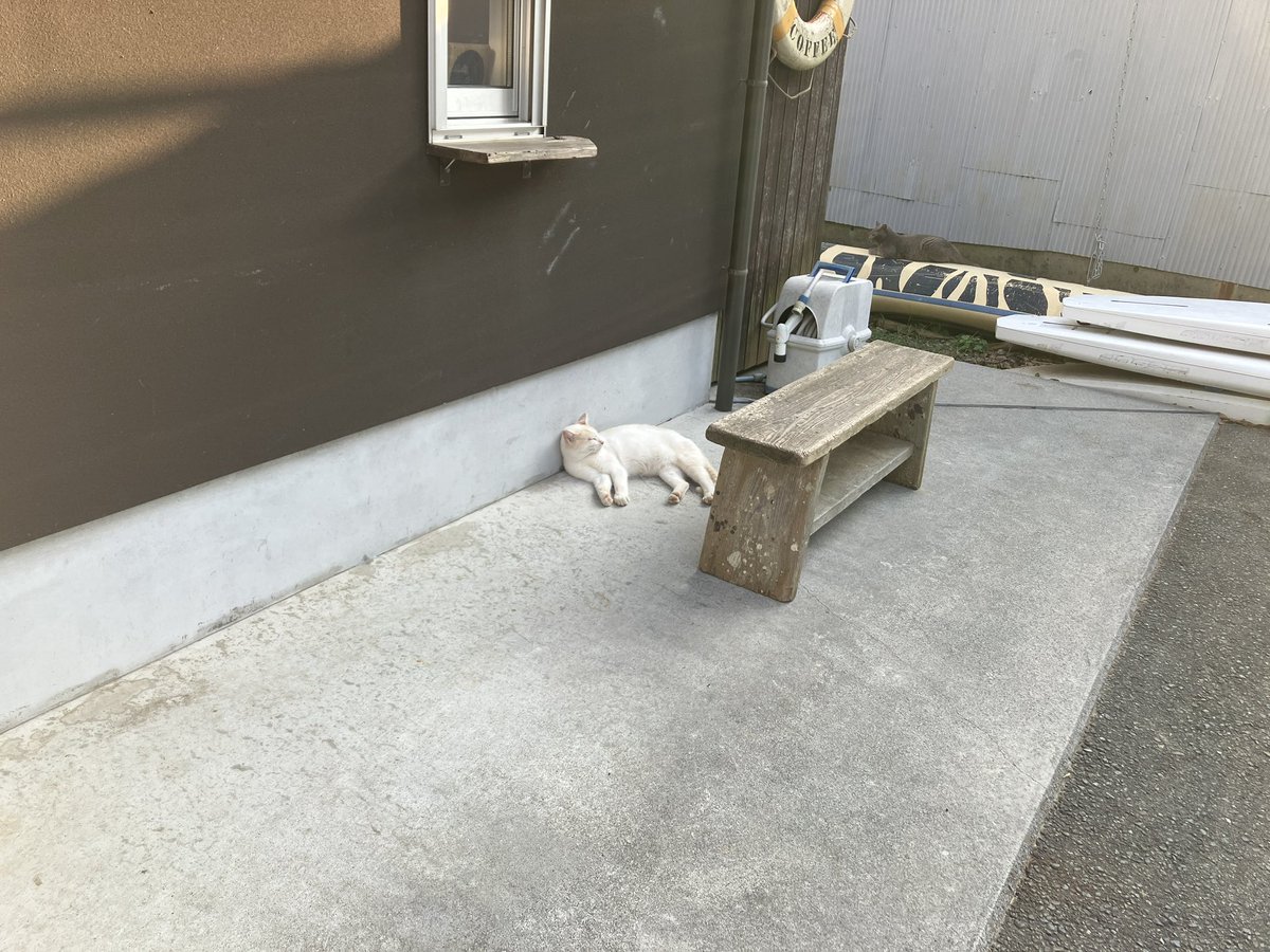 22wmr's tweet photo. ねこいた https://t.co/Bz7HJBz9Dx