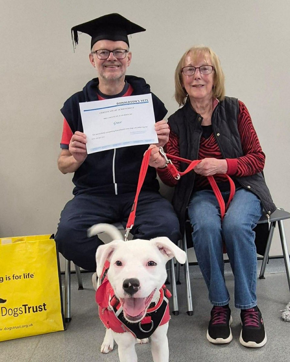 Dogs Trust 💛🐶 tweet media