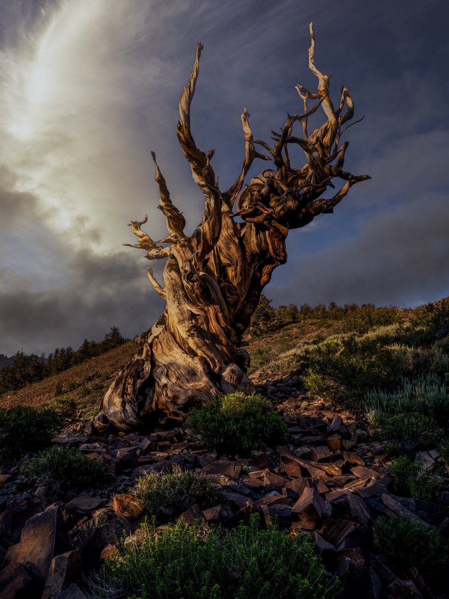 THILLOutdoors's tweet photo. Oldest living trees on earth, Ancient Bristlecone Pines Forrest in California. https://t.co/kvpxp6DM3W