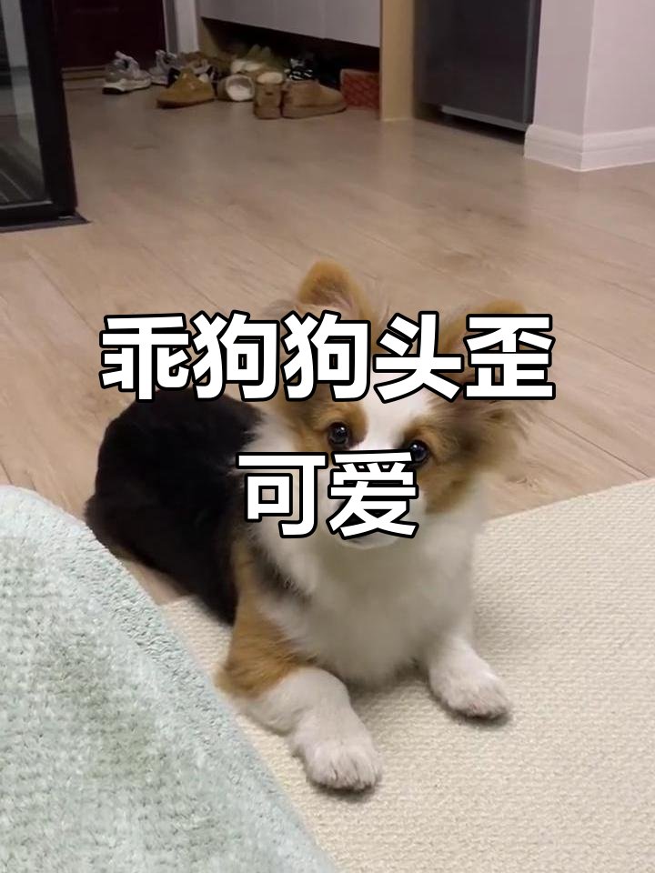 iptil28526422's tweet photo. My fluffy puppy just hit his 3-month mark! Watching him go from wobbly little ball to zooming furball every day is the sweetest kind of chaos https://t.co/JjQRkuo4K0