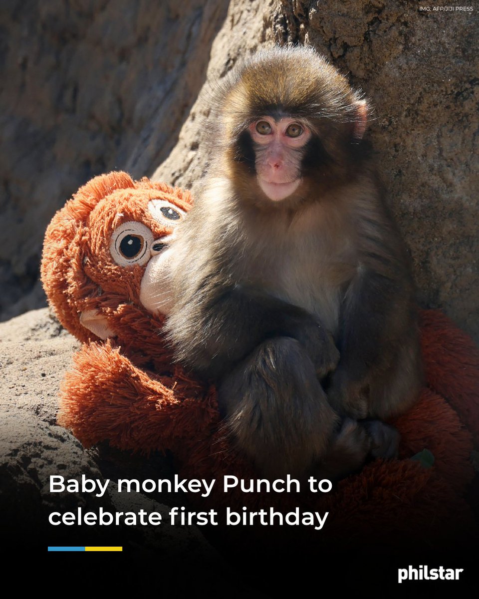PhilstarNews's tweet photo. PANCHI-KUN TURNS ONE! 🐒🎂

Punch, a plush-clutching Japanese baby monkey that has become a global online sensation, will celebrate his first birthday on Sunday as his zoo is flooded with fan letters from around the world.

Read: https://t.co/f0l326Hwc8 https://t.co/le7rMHqJOb