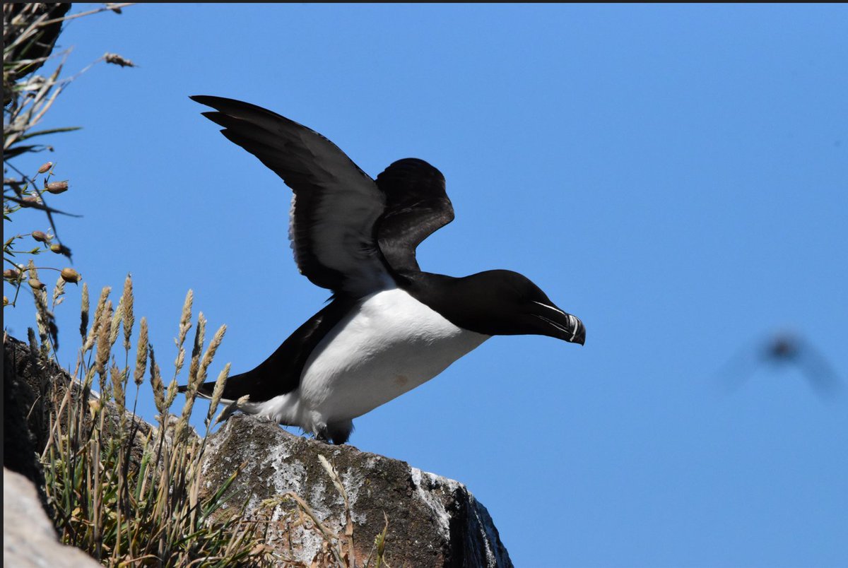 wholden71's tweet photo. The underestimated #Razorbill there should be more pictures of this bird on X! Just love their beak & how the markings lead to their eyes.
Launch sequence, we are go....... #Skomer https://t.co/bV16H7Yg5B