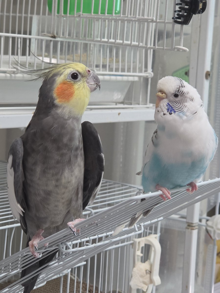 Parrot2018 tweet picture