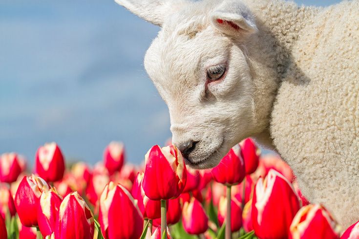 sheepdaily_twt's tweet photo. 🌷❤️ https://t.co/JmLZRTWOCu