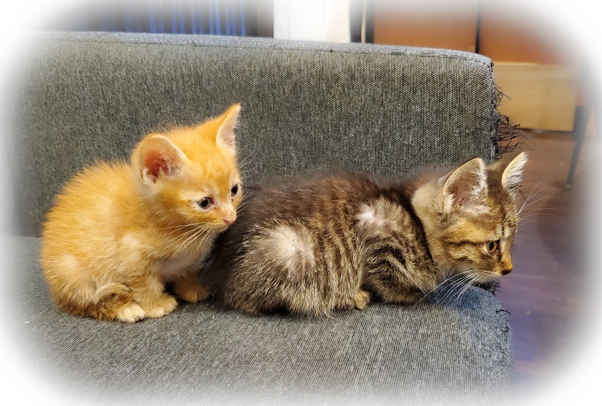 anemos_wind77's tweet photo. 🐱

#猫写真🐈‍⬛ https://t.co/h6rJ58nYIw