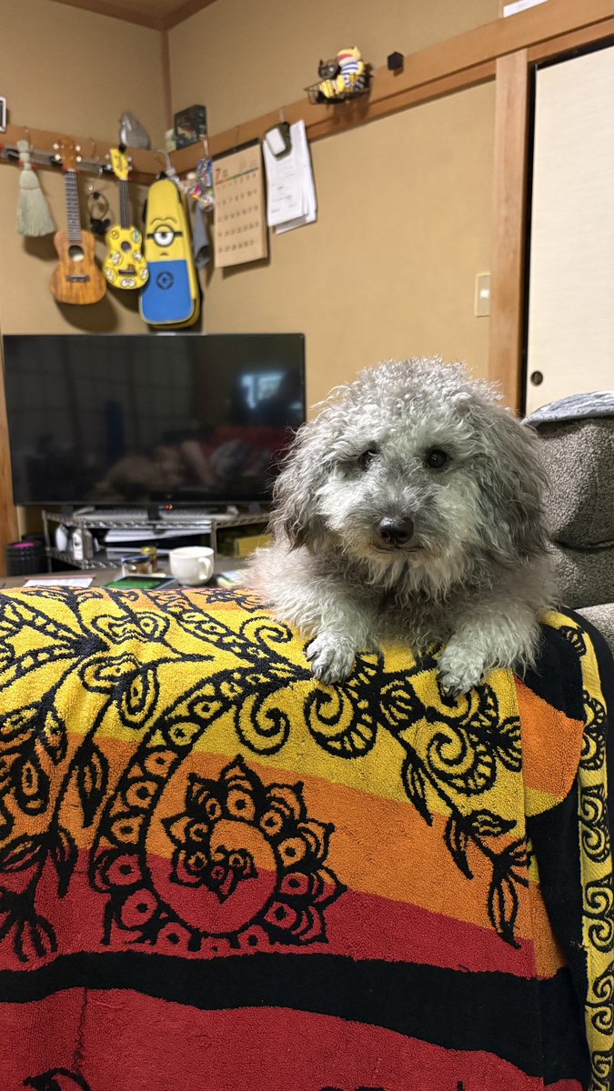 _ta98_'s tweet photo. 根元で折れてた。犬の頭突きで折れたらしい。。。犯人はこいつです https://t.co/wcicOL1JrD