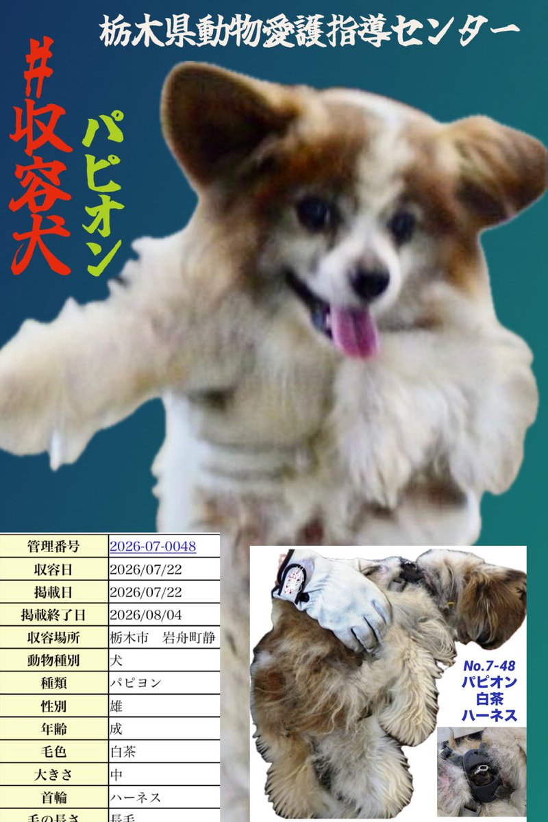gollfe's tweet photo. #迷子犬のパピオンを探して
🆘栃木県動物愛護指導センター🆘
ハーネスを着けたパピヨンのオス
毛は汚れ、もつれも見られます。
長い間さまよっていた可能性もあり
どれほど不安な時間を過ごしてきたのか胸が痛みます

この子に心当たりのある方はいませんか。
どうか一日も早く
大切な家族のもとへ帰れますように。
ご協力をお願いいたします🍀🙏🏻

🔹7/22 栃木市岩舟町静で保護
🔹管理番号 No.7-48
🔹パピヨン・オス・白茶・成犬・中型
🔹ハーネス着用
♦️掲載期日 8/4
🍀飼い主様⬇️
https://t.co/X1v2JCExVs
🍀個人譲渡(お迎え無き時)⬇️
https://t.co/LaQaMCES2i