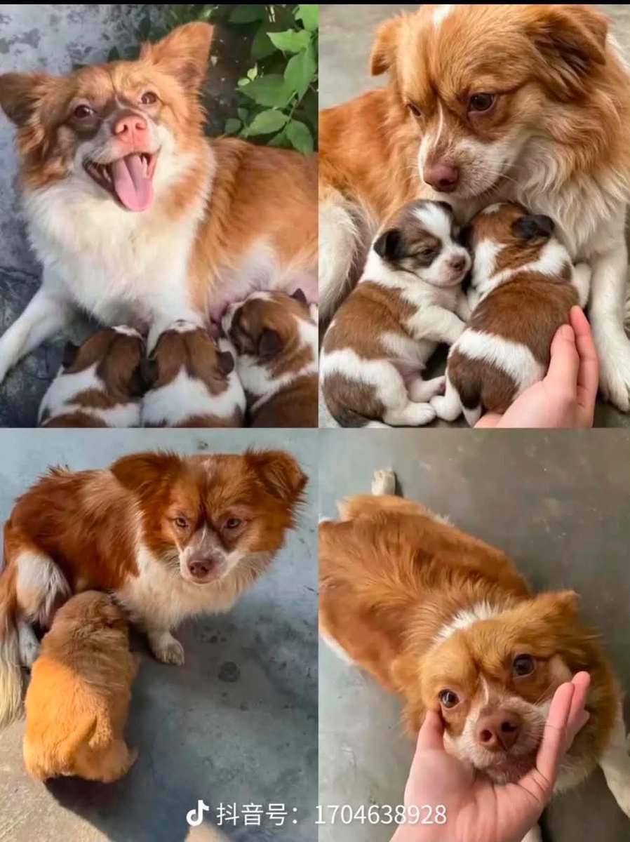 olga_aop's tweet photo. We don’t forget about you #wangwang 🐶
#justiceforwangwang #stopanimalcrueltychina https://t.co/IPasUoWWNm