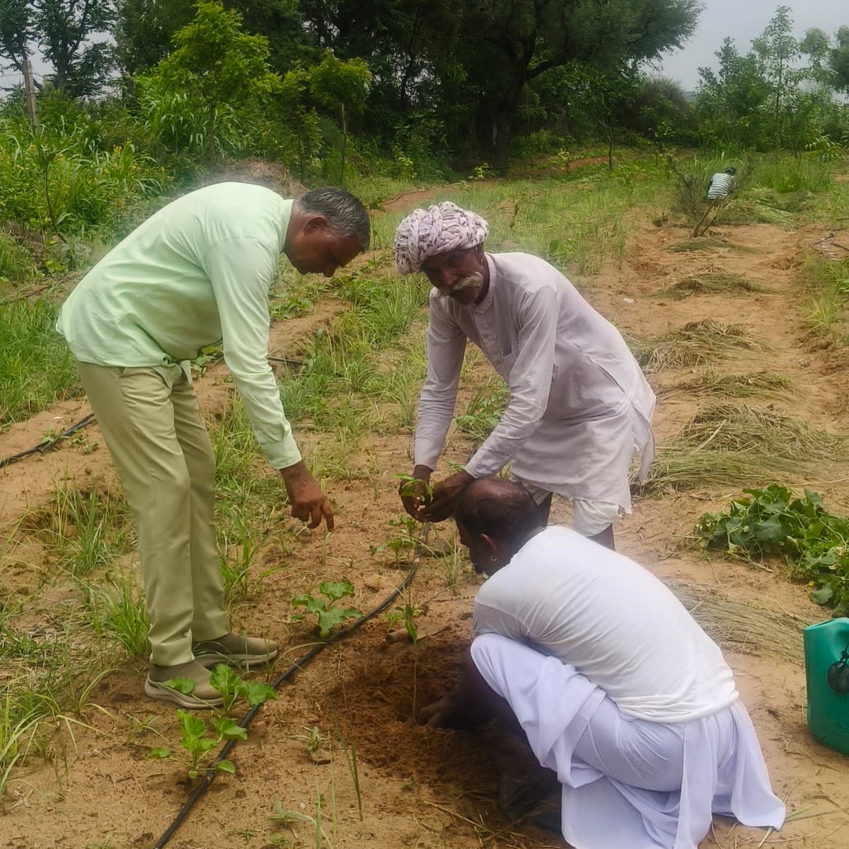 AwanaSurendra's tweet photo. #s_awana_plantation https://t.co/oGxg4qdvm8