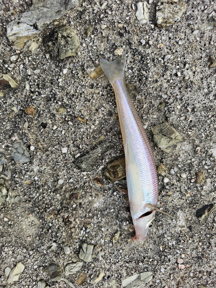 ritasamama's tweet photo. 今日は子供たちとキス釣りに挑戦🎣✨
初めての釣りだけど長女、長男ともに
キャストもすぐコツを掴んで投げれたし
センス有りの予感((≖֊≖)
楽しかったみたいで良かった🥹

あっ、ようやくミニデーモン完成しました😭
スタミナ足りなさすぎる～
#スマグロ
 #キス釣り https://t.co/0AOkxCJXSH