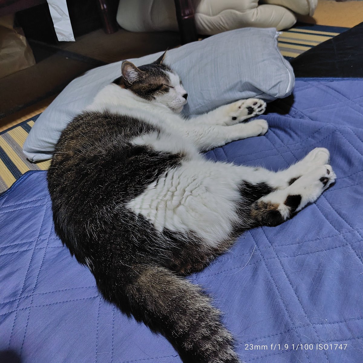 TakJk9169's tweet photo. 体温高めだから、ひんやり冷たいシーツが温かくなりガチだけど、枕の高さも割と合うのかニャ？気持ち良くお昼寝しています😪 https://t.co/qcZ0TfONU8