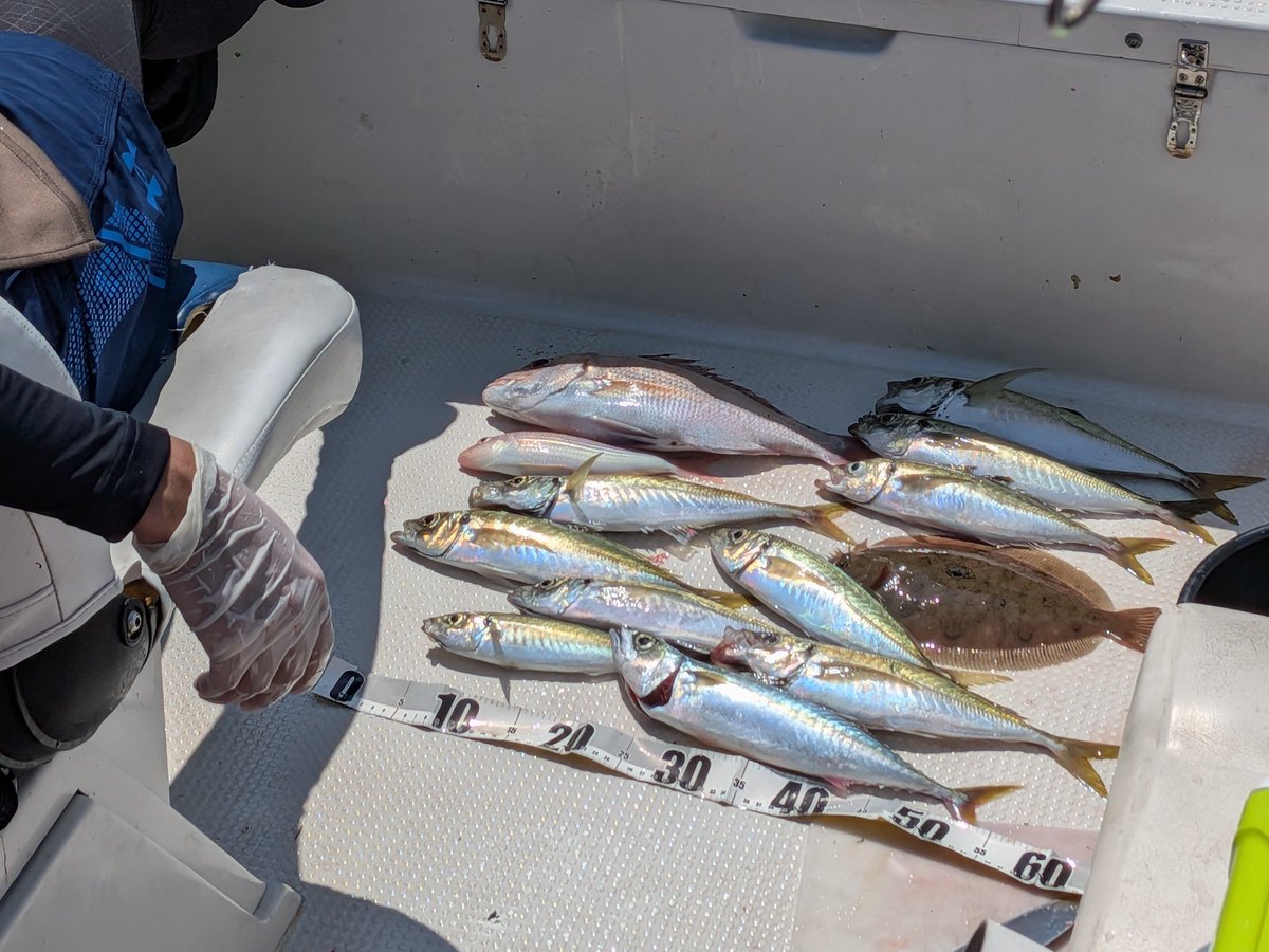 shimasaaaa's tweet photo. 遠州灘近海でライトジギング。
アジがポロポロ釣れました。
シイラがめちゃめちゃ元気！ https://t.co/lF5j9YjAqK
