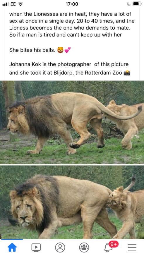 Don4UU's tweet photo. Have you wondered why a heat Lioness bites Male lions https://t.co/9LYrRpgSkw