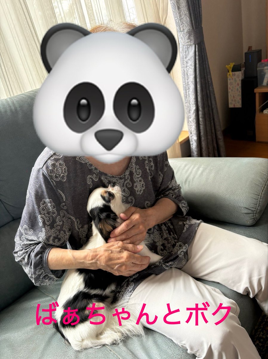 T1907Koz's tweet photo. ミラクルが起こりました✨️

たまたま他のSNSサイトで膨大な可愛いチワワちゃんの画像を見漁っていたチワワ大好き飼い主が。

ふと目に止まったチワワちゃん🐶の画像で、ウチの子(レオ)と一緒に産まれた兄弟だったというのが判明したのって凄くないですか？
 #チワワ
 #兄弟
 #ミラクル https://t.co/mNNrkfo2i5