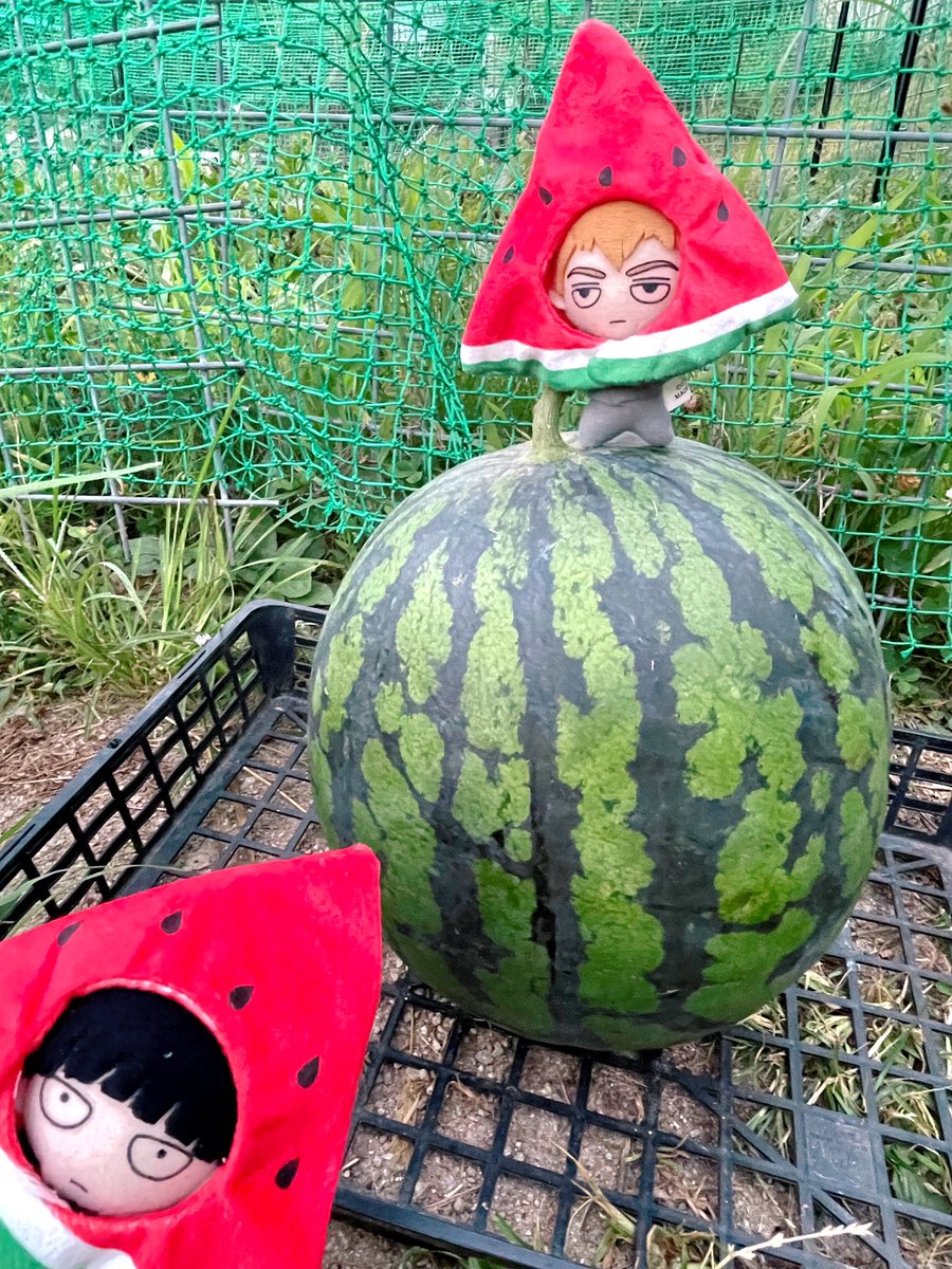 きらめくスイカ 🍉スイカ収穫した 9.5キロあった🥳🥳🥳🫶