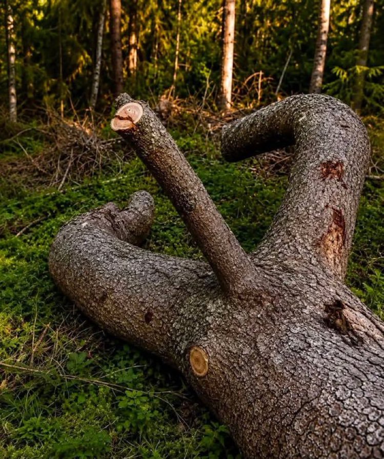 lonewolfdesires's tweet photo. Good morning! How's coming over to sort my morning wood out? 😈😜 https://t.co/cthUOZEN3z