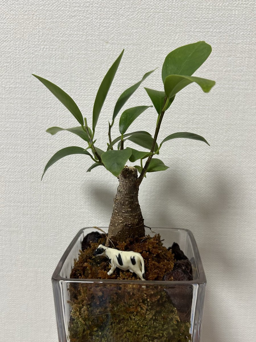 ksrnpsrn2's tweet photo. 上に伸びてきたから剪定したよー🍃
焼け苔はどうしよう、、 https://t.co/OwNUnu0GA3