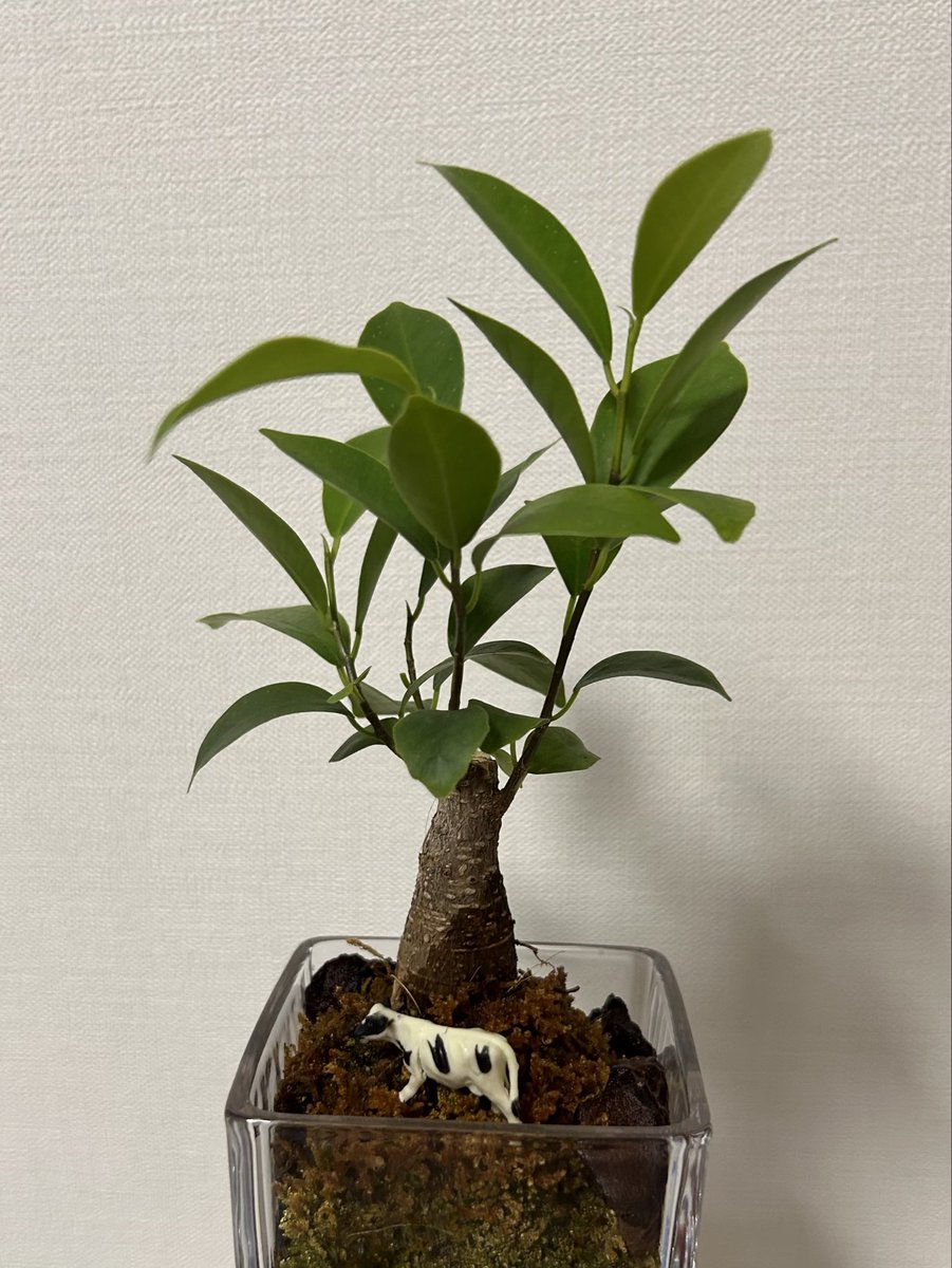 ksrnpsrn2's tweet photo. 上に伸びてきたから剪定したよー🍃
焼け苔はどうしよう、、 https://t.co/OwNUnu0GA3
