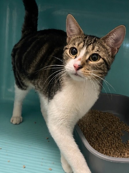 vigipets's tweet photo. 🟢 🐱 Chat trouvé le 17/07/2026 à PAU (64).
Mâle / Identifié(e) : Non

☎️ 05 59 21 27 27
📧  monein@sacpa.fr

#VigiPets #chatperdu #chattrouve #chat #perdu #trouve https://t.co/gLh6byCMpC