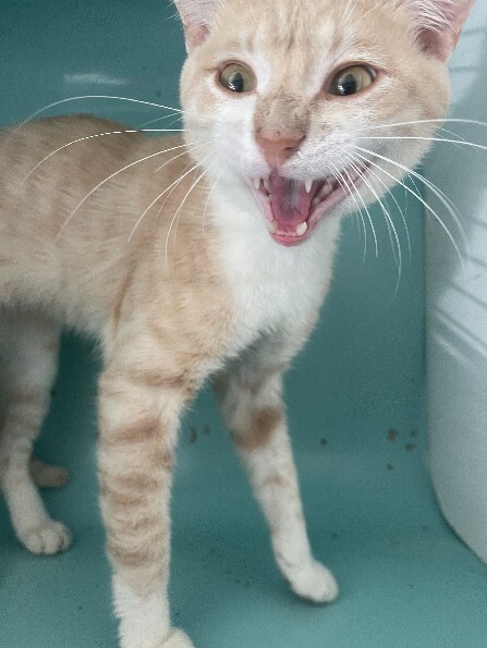 vigipets's tweet photo. 🟢 🐱 Chat trouvé le 17/07/2026 à CARO (56).
Mâle / Identifié(e) : Non

☎️ 02 97 40 03 33
📧  ploeren@sacpa.fr

#VigiPets #chatperdu #chattrouve #chat #perdu #trouve https://t.co/dCHdMxuEn3