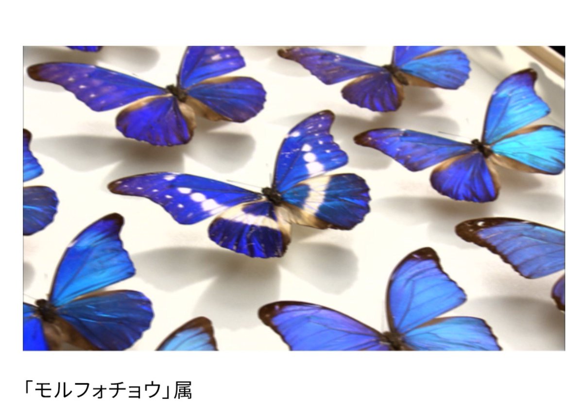 ishikawaipro's tweet photo. #おとなの秘密基地
【速報】カブト＆クワガタをプレゼント
明日26日（日）10〜18時
「おとなの秘密基地展」にて
『昆虫教室』を開催🦋※随時開催
昆虫のことが理解できた子供たちに
数量限定  先着順でプレゼント🎁
https://t.co/nQIrBuO0hd https://t.co/7iGGacBhg5