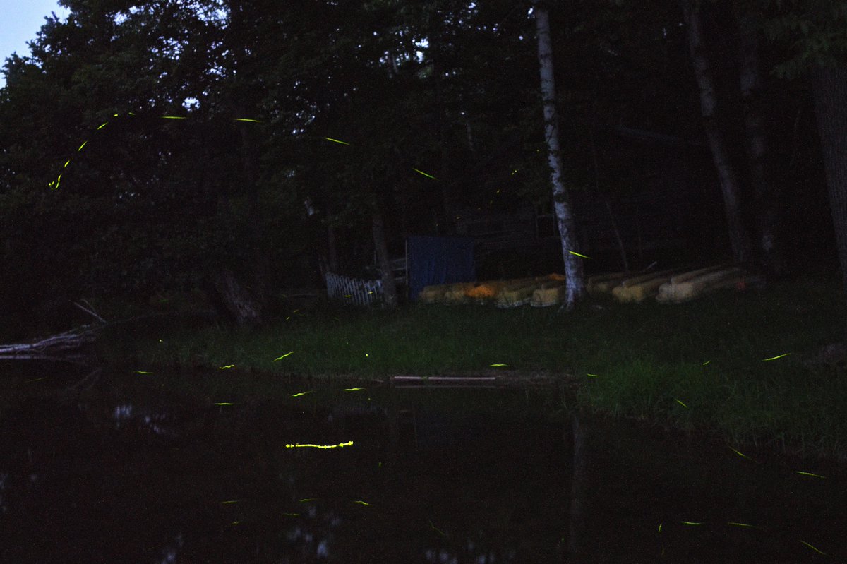 novem16299's tweet photo. Fireflies are enjoying cool evening breeze at the lakeside@Lk Chimikeppu

萤火虫在湖畔乘晚凉

ホタルも湖畔で夕涼み＠チミケップ湖
＃北のホタル　＃チミケップ湖　＃津別町 https://t.co/ZT4X3EiWZB