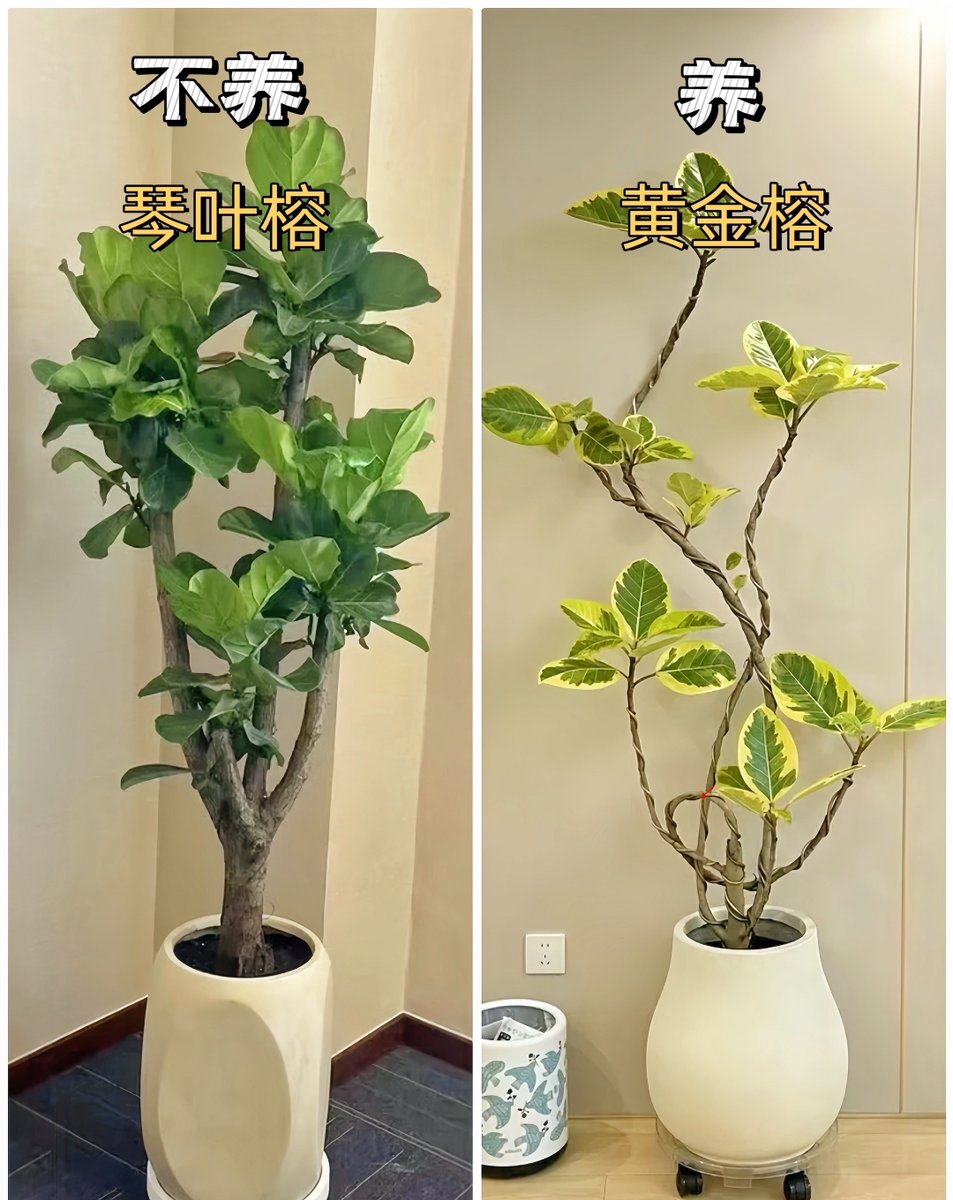 menmenmentaro's tweet photo. Pro tip for your pothos: Rotate it weekly for even growth! No green thumb required. https://t.co/DgTawTmvUU